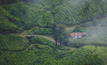 tea plantation kerala