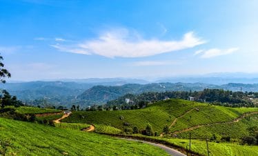 tea plants, Kerala