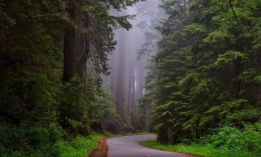 Fine road in forest