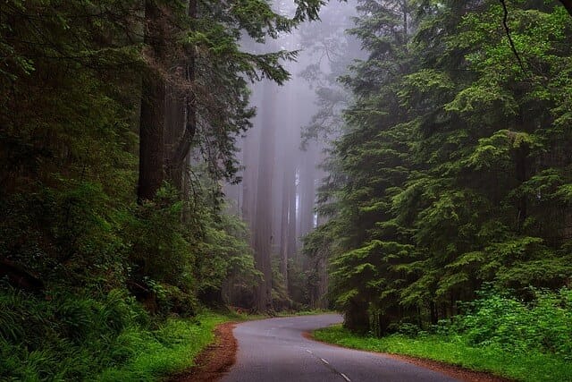 Fine road in forest